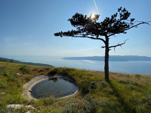 a tree on the side of a hill with a hole at Casa Perla Holidays in Juraši