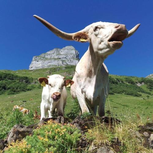 two cows standing next to each other in a field at Schlafraum in einer Alphütte 