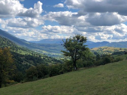 a tree on top of a hill with a valley at Дбайлива Ципа in Mizhhirʼʼya