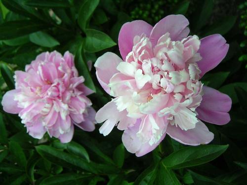two pink and white flowers with green leaves at Haus-Auetal in Bliedersdorf
