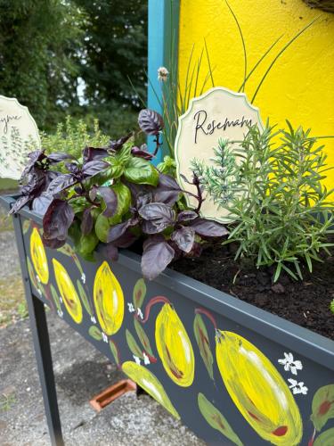 a box filled with plants in a garden at Lemonade Cottages in Kilrush