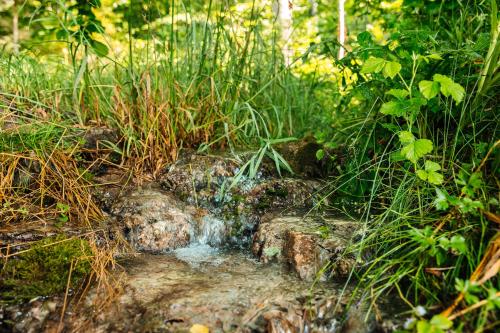 a small creek in the middle of a forest at Country homestead in Abava Valley "Viļņi" in Tojāti