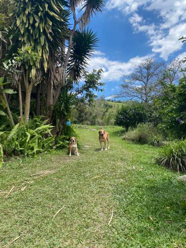 two dogs are standing in a field of grass at La Granja De Bam Bam in Sasaima