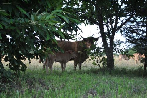 a cow and a calf standing in a field at Liabaquet Gîtes in Sarlande