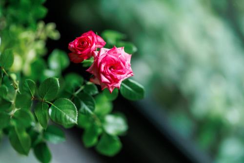 a couple of red roses sitting next to each other at Hotel Kikori in Hida