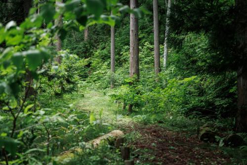 a dirt trail in a forest with trees at Hotel Kikori in Hida