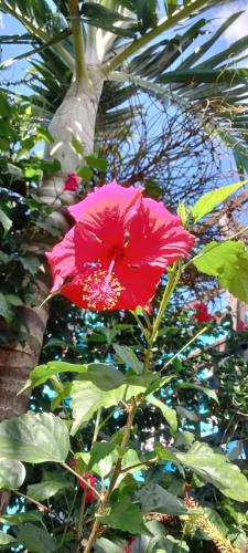 a pink flower is growing on a tree at bungalow vue lagon 180 degré, la maison bleue in Moorea