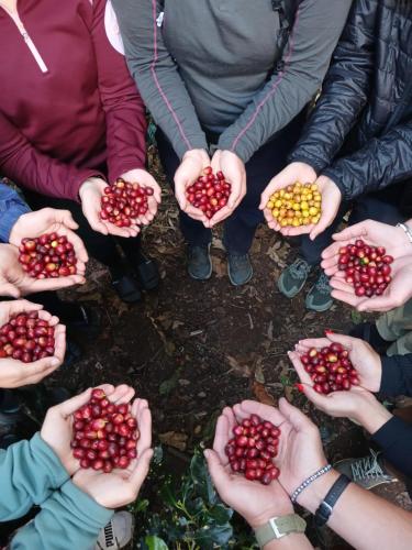 a group of people holding cherries in their hands at Lia B&B Lucmabamba in Sahuayacu