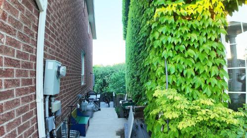 a ivy covered wall next to a building at 2 Bedroom Walkout Basement Ajax in Ajax