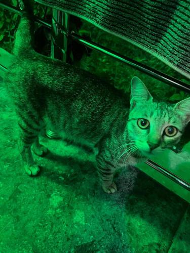 a cat standing under a chair in green light at Al Mubeen home stay in Nishāt