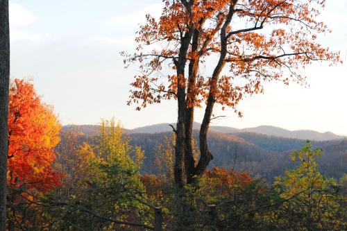 a tree on a hill in the fall at Orchard Inn in Saluda