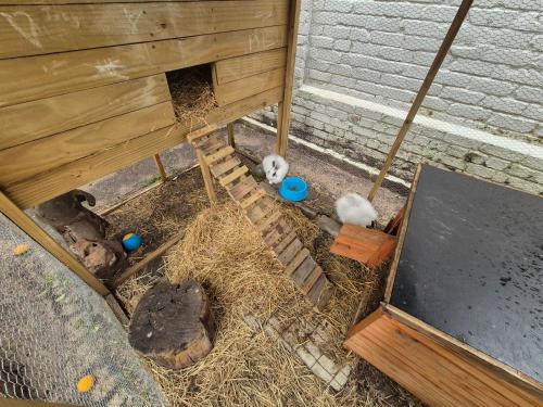 a group of animals in a building with hay at Striped Horse Guest House in Cape Town