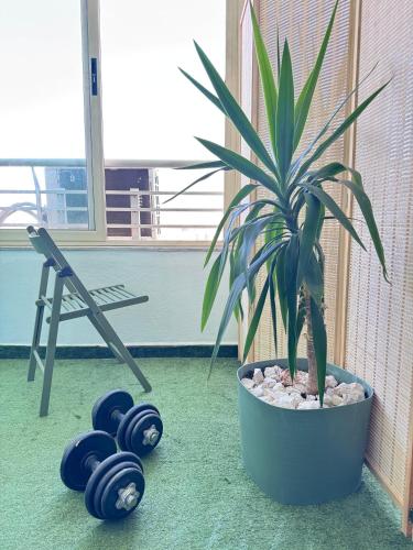 a potted plant and dumbbells on the floor in a room at Elis Apartment in Tirana