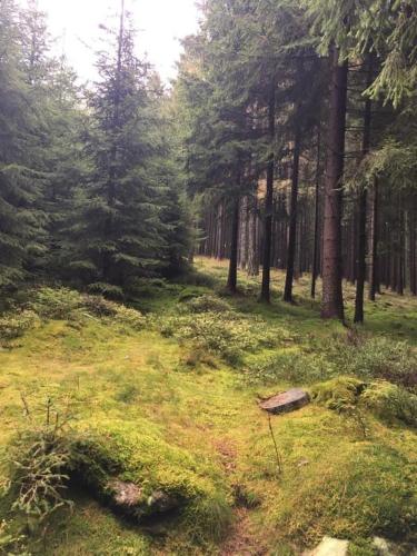 a forest with trees and a field with green grass at Apartmán pod lesem in Hazlov