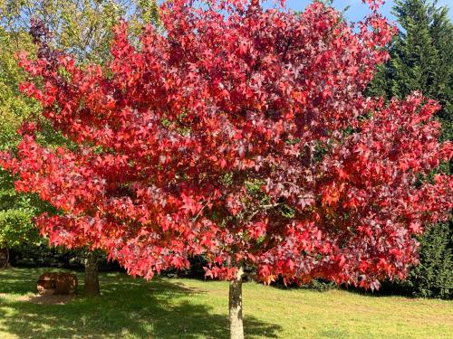a tree with red leaves in a field at Mckeown's Rest at Kenzell Farm in Oberon