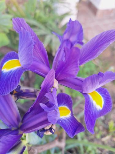 Iris Sabunike