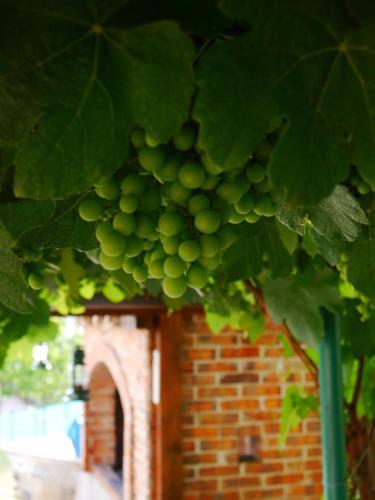 a bunch of green grapes hanging from a tree at Apartments Halilovic in Hadžići