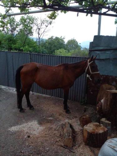 a brown horse standing next to a fence at Hovk Guesthouse in Hovkʼ