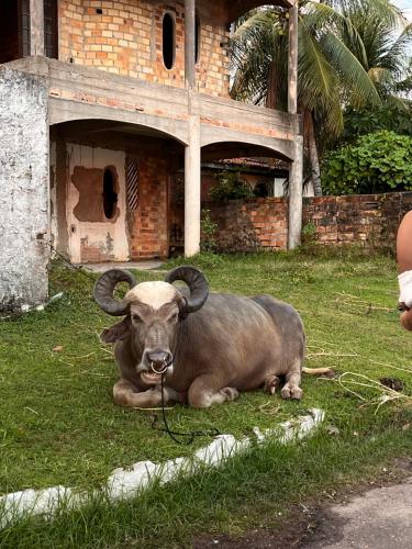 a bull laying in the grass in front of a building at Hostel Marajó Murrah in Soure