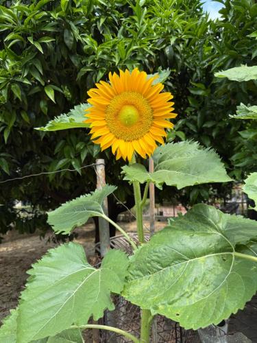 Gallery image of Ca du Ginetto B & B in Borgio Verezzi