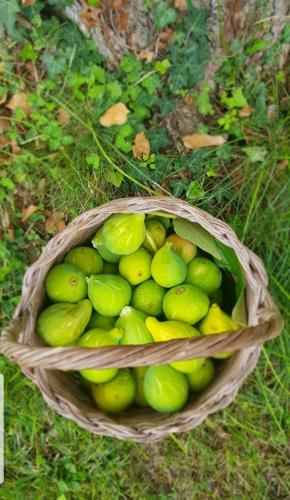a basket full of green limes in the grass at Il Poggio al Sole in Fiesole