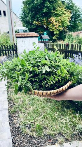 a person holding a basket of plants in a garden at Chaloupka Rozmarýna in Srbce