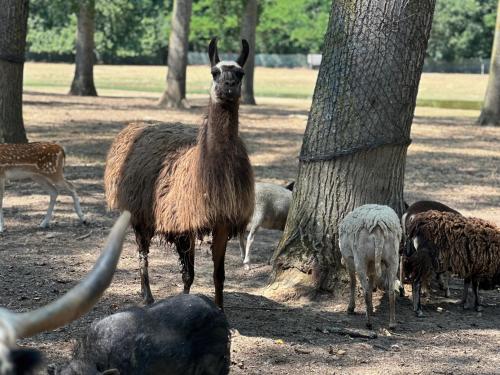 a llama standing in a field next to trees at La Jasso Hôtel, Maison de Famille in Carcassonne