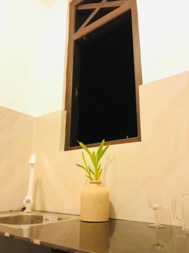 a plant sitting on a table in front of a window at Coco Grove in Galle