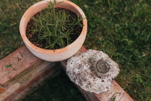 a plant in a pot sitting on top of a rock at Śliwkowy Sad-Plum Orchard-Jura in Mirów