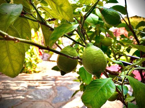 a branch of a lemon tree with green fruit at Bed and Breakfast Il Cardellino in San Carlo