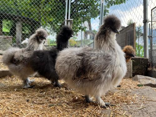 three ostriches are standing next to a fence at Bed and Breakfast Il Cardellino in San Carlo