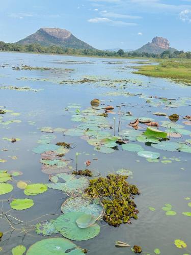 a large body of water with lots of lily pads at Zensigiri Ayurveda Wellness Homestay in Sigiriya