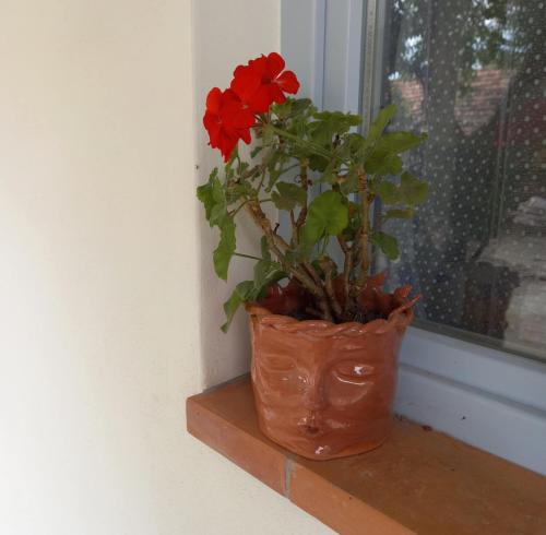 a red flower in a pot sitting on a window sill at Éden Garten Vendégház in Magyarpolány