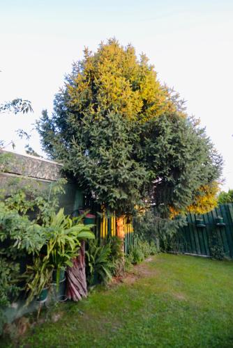 a tree in a yard next to a fence at SOKO Guesthouse & Garden in Skopje