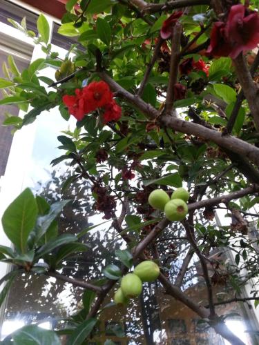 a tree with red flowers in a glass vase at Kevin's Trekker Inn in Shangri-La
