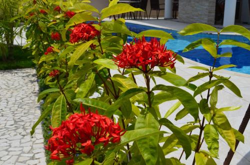 a bush of red flowers next to a pool at Residencial Portinari LTDA in Porto Seguro
