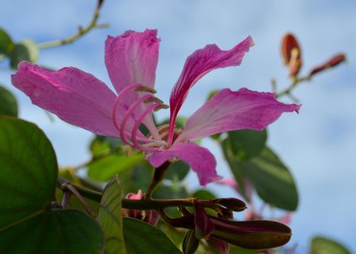 a close up of a pink flower on a tree at Residencial Portinari LTDA in Porto Seguro