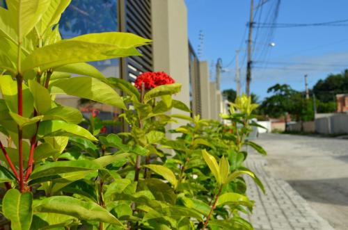a row of plants with red flowers on a sidewalk at Residencial Portinari LTDA in Porto Seguro