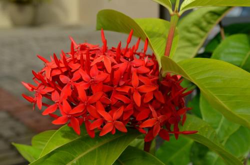 a red flower with green leaves on a plant at Residencial Portinari LTDA in Porto Seguro