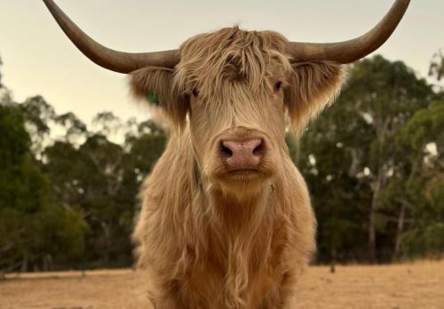 a cow with long horns standing in a field at Adelaide Hills Farm Stay