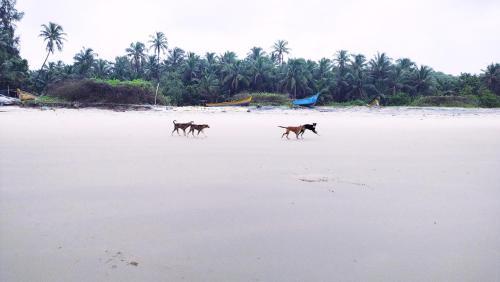 three dogs are walking on the beach at Samant Beach Resort in Malvan