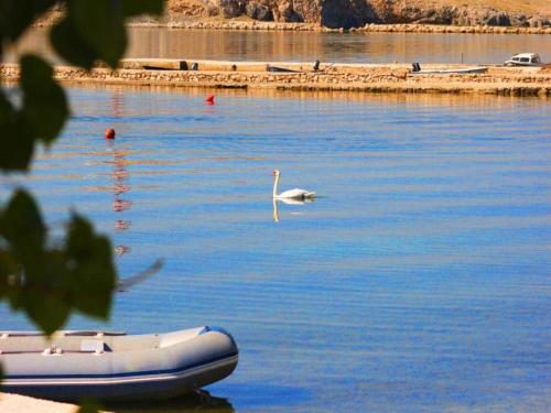 a swan swimming in the water next to a boat at Apartment in Dinji ka by the Beach in Dinjiška