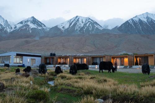 Fotografie z fotogalerie ubytování Saser Scenic Pangong v destinaci Meruk