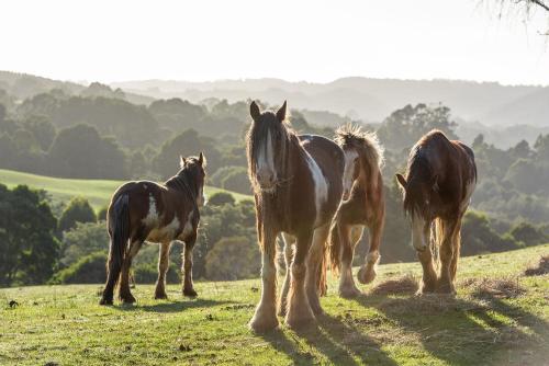 a group of horses standing on a grassy hill at Arion Park