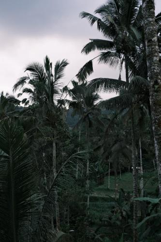 a group of palm trees in a forest at The Ruler Cabin in Penginyahan