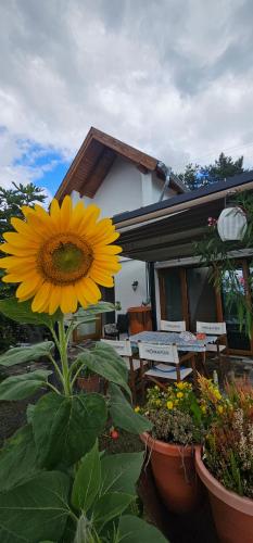 Taman di luar Szilva és Dió Présház