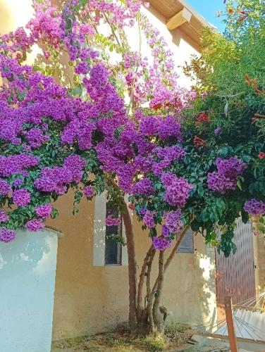 a tree covered in purple flowers next to a building at Agriturismo " La Valle degli Ulivi" in Vacri