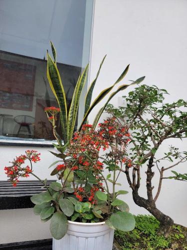 a plant with red flowers in a white pot at Tam Coc Gold Smile Homestay in Vũ Lâm