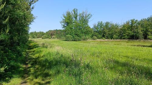 a field of grass with trees and a trail at Bed en Natuur Puur in Herselt