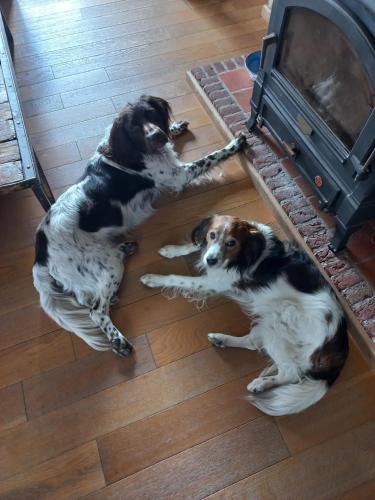 two dogs laying on the floor next to a fireplace at B&B LoFt 21 in Ravels